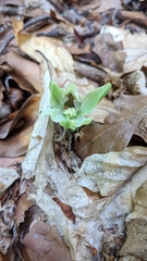 Epipactis krymmontana