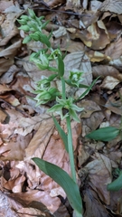 Epipactis krymmontana