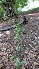 Epipactis krymmontana