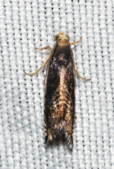 Grapholita tristrigana