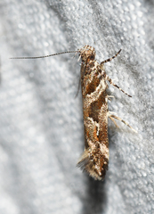 Aristotelia fungivorella
