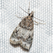 Sooty Scoparia Moth - Photo (c) Josh Vandermeulen, some rights reserved (CC BY-NC-ND), uploaded by Josh Vandermeulen