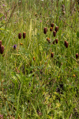 Trifolium spadiceum