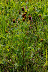 Trifolium spadiceum