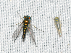 Condylostylus flavipes