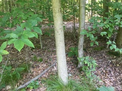 Fraxinus profunda