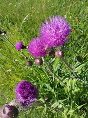 Cirsium heterophyllum