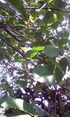 Psidium friedrichsthalianum