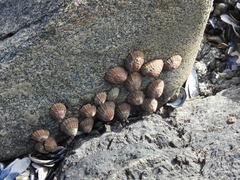 Scutellastra granularis