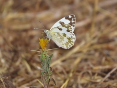 Pontia daplidice