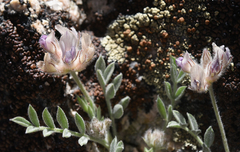 Astragalus austiniae