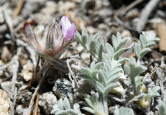 Astragalus austiniae