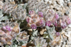 Astragalus austiniae