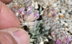 Astragalus austiniae