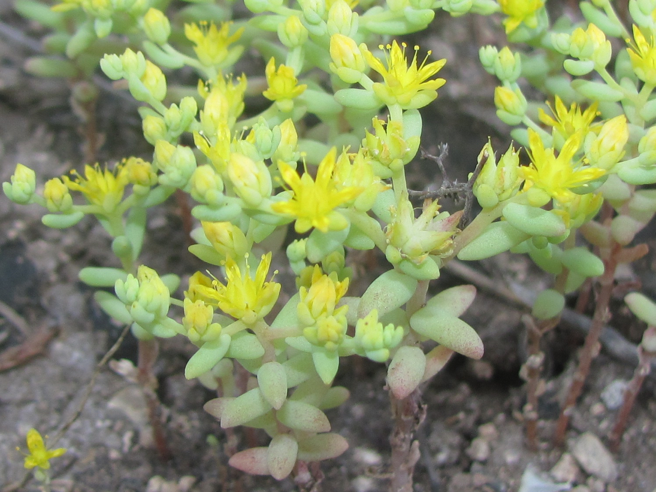 Sedum nuttallii