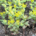 Yellow Stonecrop - Photo (c) Chuck Sexton, some rights reserved (CC BY-NC)
