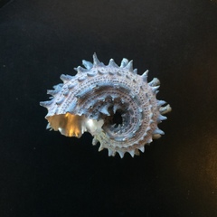 Angaria melanacantha