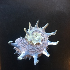 Angaria melanacantha