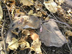 Peromyscus melanophrys