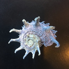 Angaria melanacantha