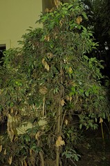 Cinnamomum verum