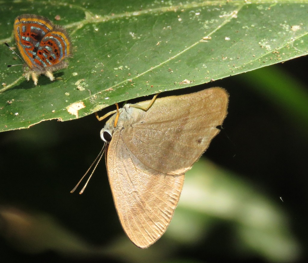 Euselasia uria