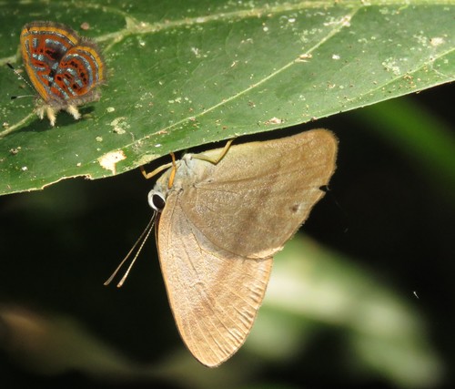 Euselasia uria