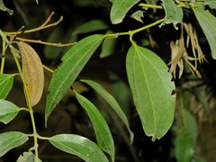 Cinnamomum verum