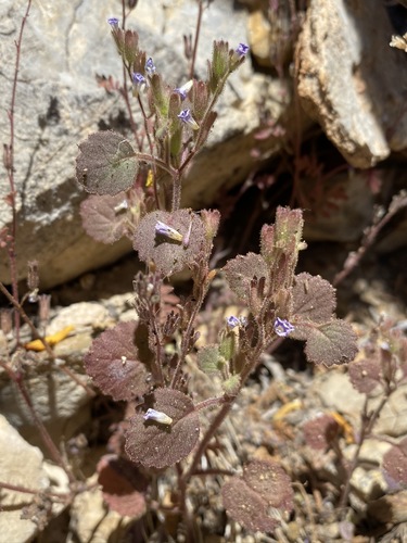 Image of Peirson's Phacelia (Phacelia peirsoniana) by (c) Matt Berger, some rights reserved (CC BY)