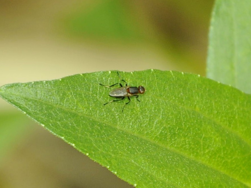 Saltella setigera