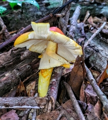 Amanita arkansana