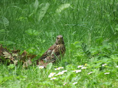 Turdus pilaris
