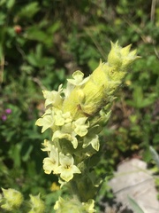 Sideritis catillaris