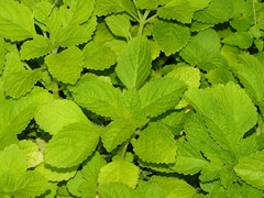 Coleus rotundifolius