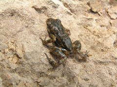 Eleutherodactylus nitidus