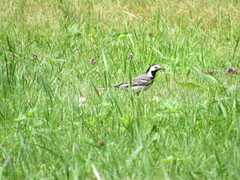 Motacilla alba