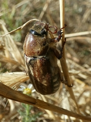 Anoxia australis