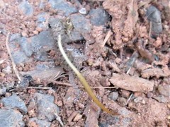 Cnemaspis mysoriensis