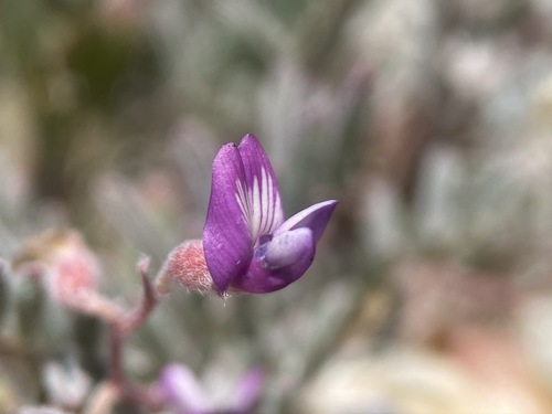 Image of Astragalus gilmanii by (c) Matt Berger, some rights reserved (CC BY)