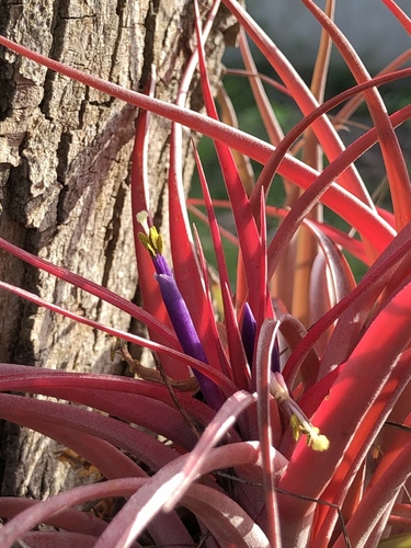 Tillandsia brachycaulos