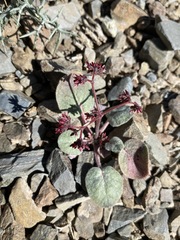 Eriogonum eremicola