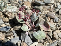 Eriogonum eremicola