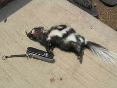 Spilogale angustifrons