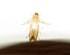 Tischeriidae