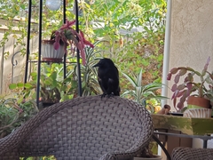 Corvus brachyrhynchos