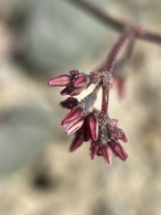 Eriogonum eremicola
