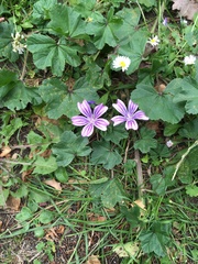 Malva sylvestris