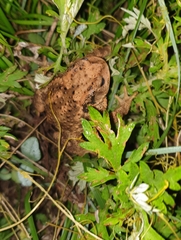 Bufo sachalinensis