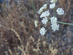 Conopodium subcarneum