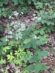 Eupatorium godfreyanum